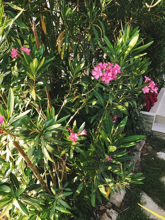Apartment Puntica Petrcane Εξωτερικό φωτογραφία